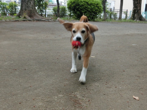 a0319693_7471469.jpg