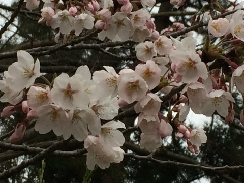 明徳館前の桜_f0319699_23290793.jpeg