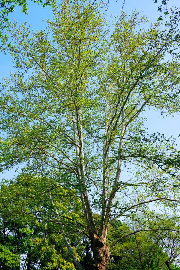 e0194300_09340011.jpg