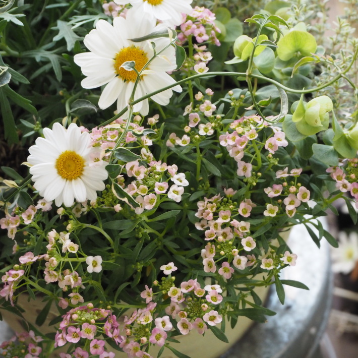 寄せ植え向きのアリッサム_b0378101_21143620.jpg