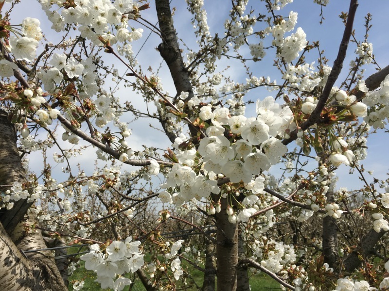FESTA DEI CILIEGI IN FIORE a VIGNOLA 🌸 ヴィニョーラ, チェリーの花祭り_b0246303_04512876.jpg