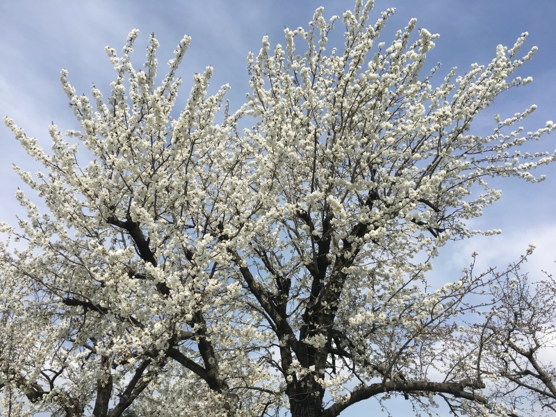 FESTA DEI CILIEGI IN FIORE a VIGNOLA 🌸 ヴィニョーラ, チェリーの花祭り_b0246303_05012718.jpg