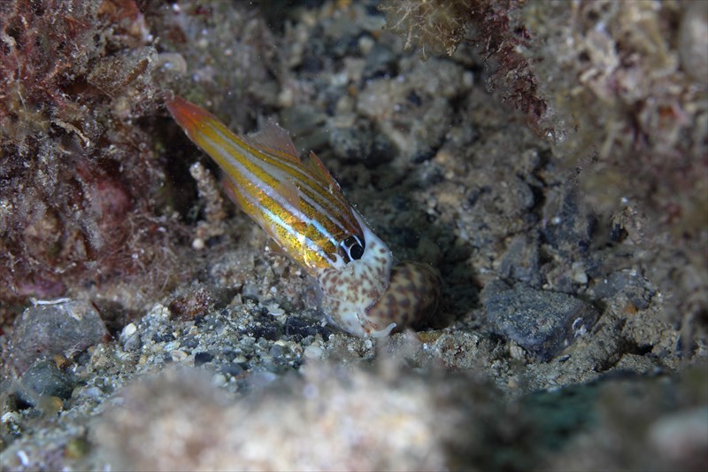 ガチ衝撃 貝が魚を捕食 潜りたおし