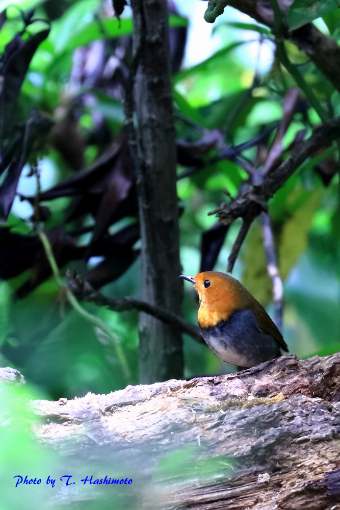 四年振りの野鳥に出逢う_d0334006_20365905.jpg