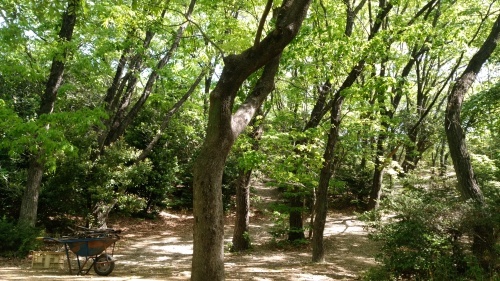 b0099910_21371384.jpg