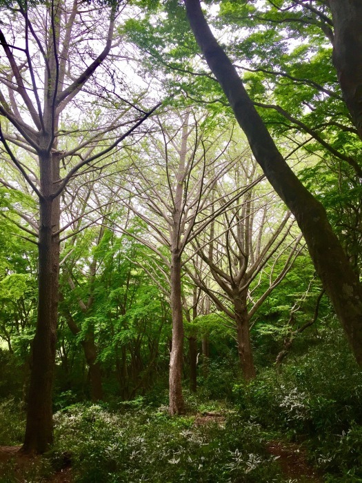 #瀬上〜鎌倉_d0138811_17035073.jpeg
