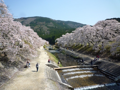 とってもいい所だった 鮎河の千本桜　_d0341811_15160732.jpg