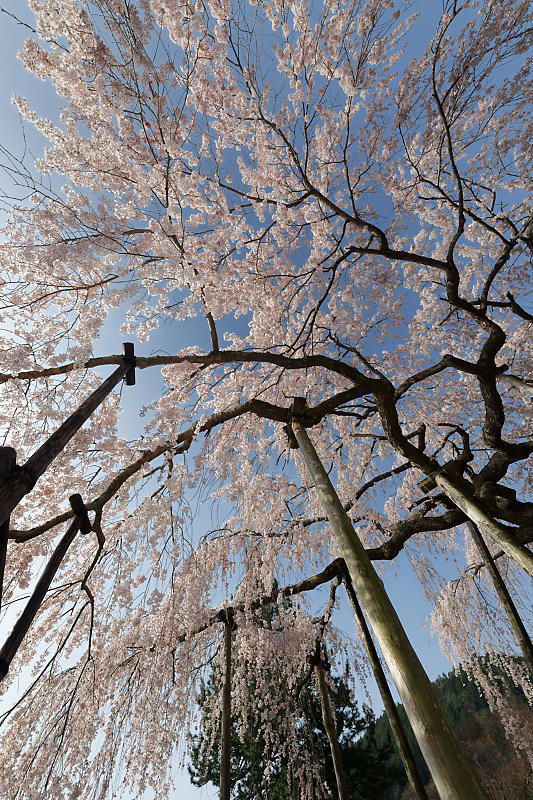 桜巡り2018＠善峯寺　其の一_f0032011_20083513.jpg