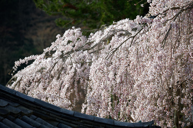 桜巡り2018＠善峯寺　其の一_f0032011_20083518.jpg