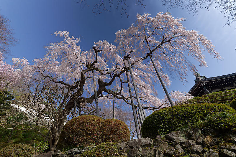 桜巡り2018＠善峯寺　其の一_f0032011_20083635.jpg