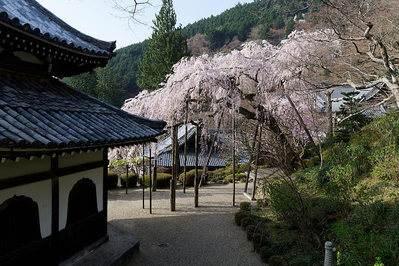 桜巡り2018＠善峯寺　其の一_f0032011_20083645.jpg