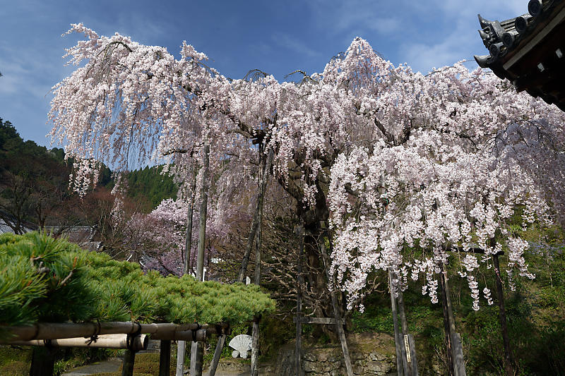 桜巡り2018＠善峯寺　其の一_f0032011_20083654.jpg