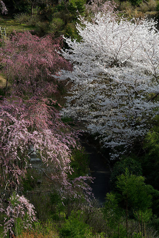 桜巡り2018＠善峯寺　其の一_f0032011_20122508.jpg