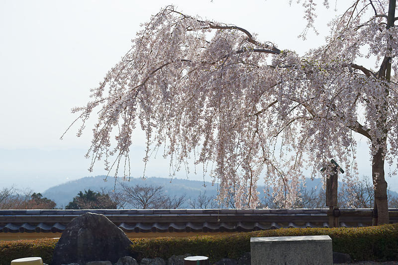 桜巡り2018＠善峯寺　其の一_f0032011_20122518.jpg