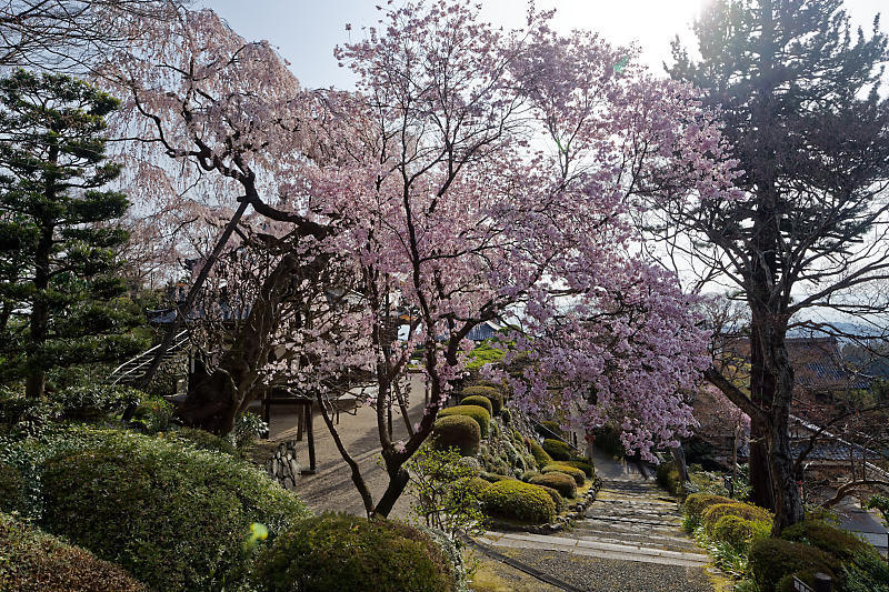 桜巡り2018＠善峯寺　其の一_f0032011_20122529.jpg