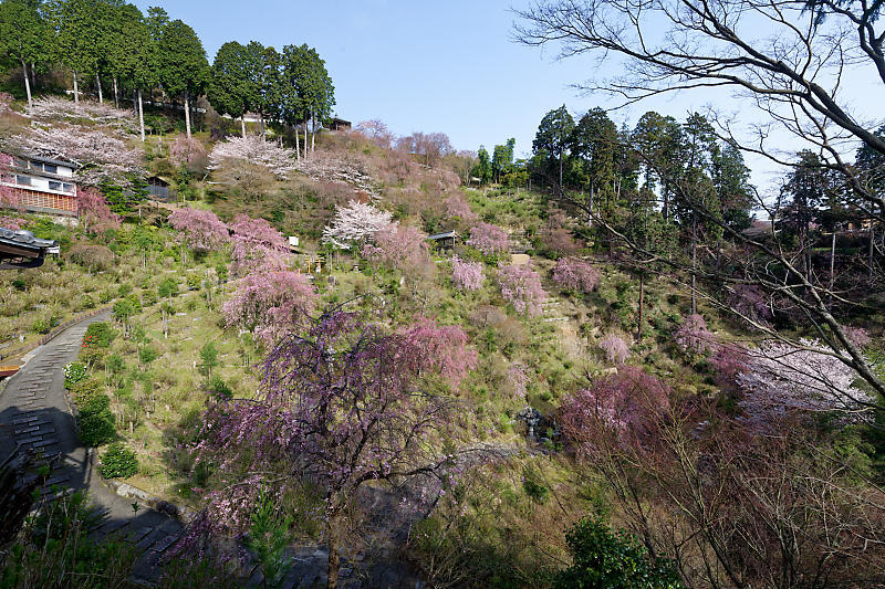 桜巡り2018＠善峯寺　其の一_f0032011_20122531.jpg