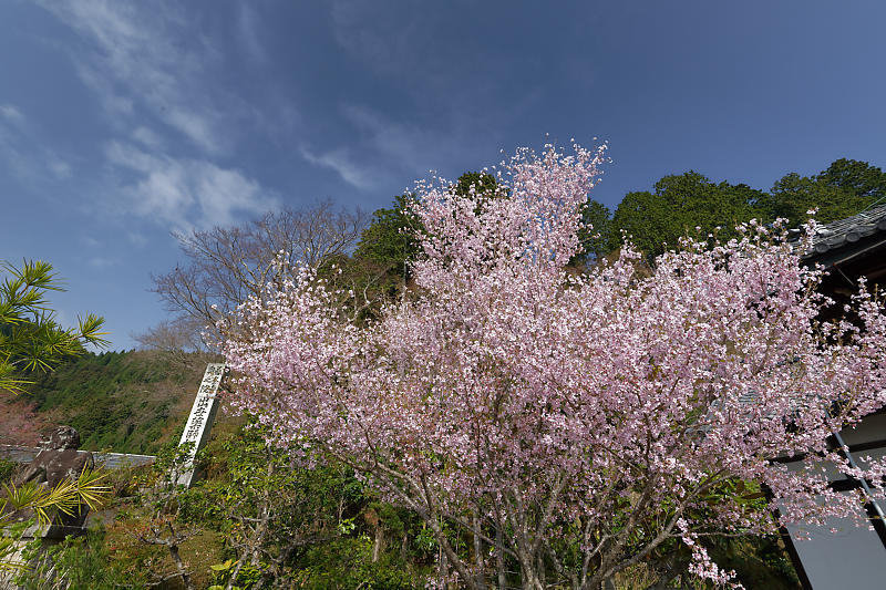 桜巡り2018＠善峯寺　其の一_f0032011_20122550.jpg