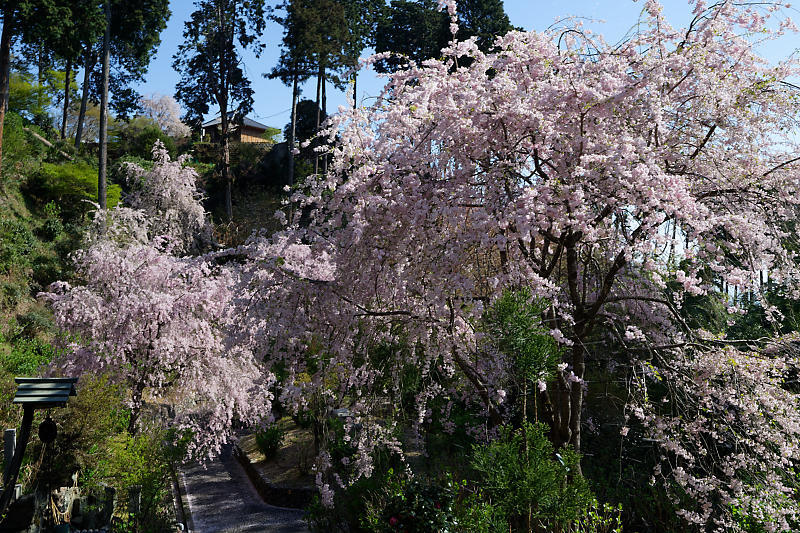 桜巡り2018@善峯寺 其の二_f0032011_21261320.jpg