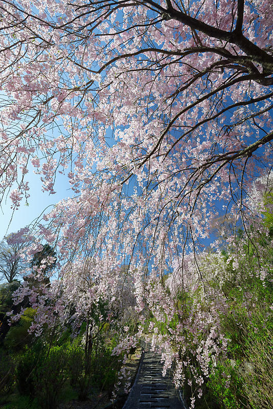 桜巡り2018@善峯寺 其の二_f0032011_21261355.jpg