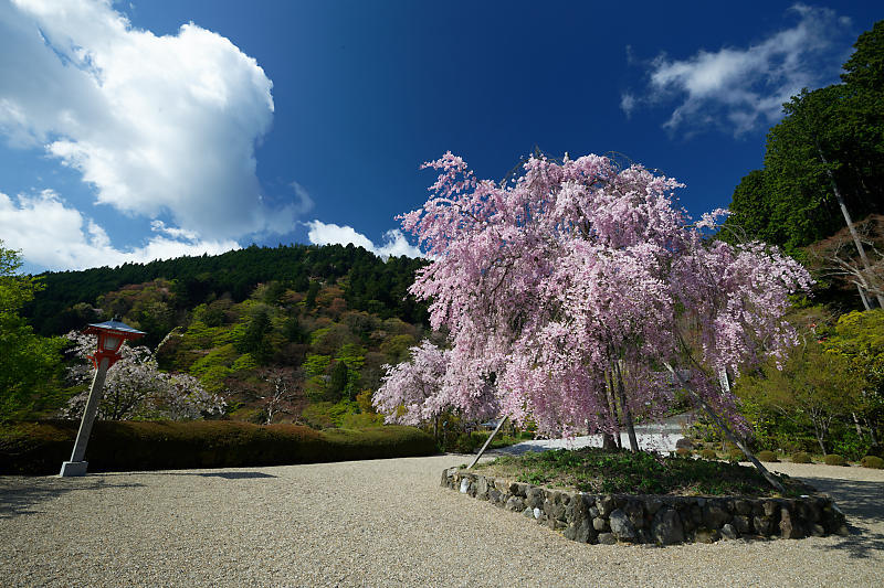 桜巡り2018@善峯寺 其の二_f0032011_21261405.jpg