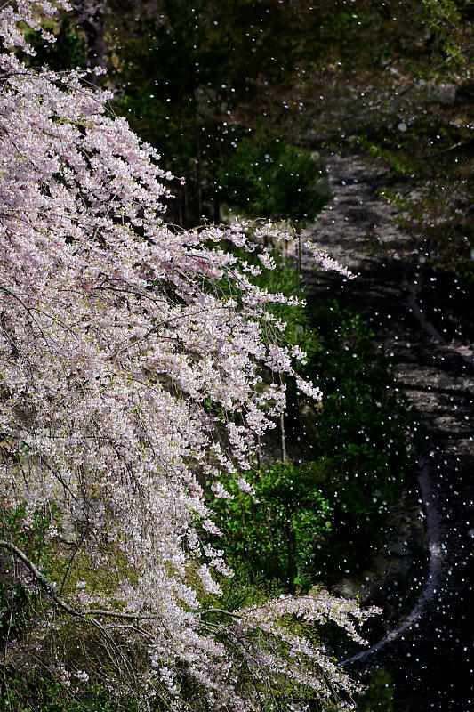 桜巡り2018@善峯寺 其の二_f0032011_21261411.jpg