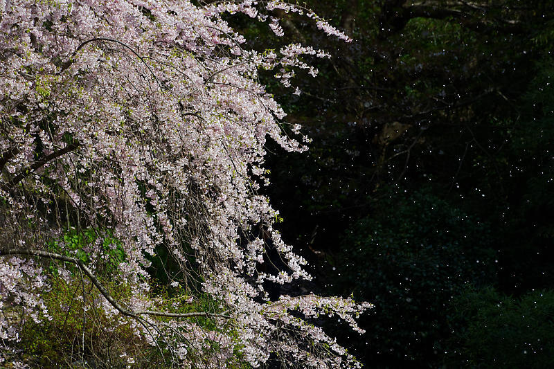 桜巡り2018@善峯寺 其の二_f0032011_21261424.jpg