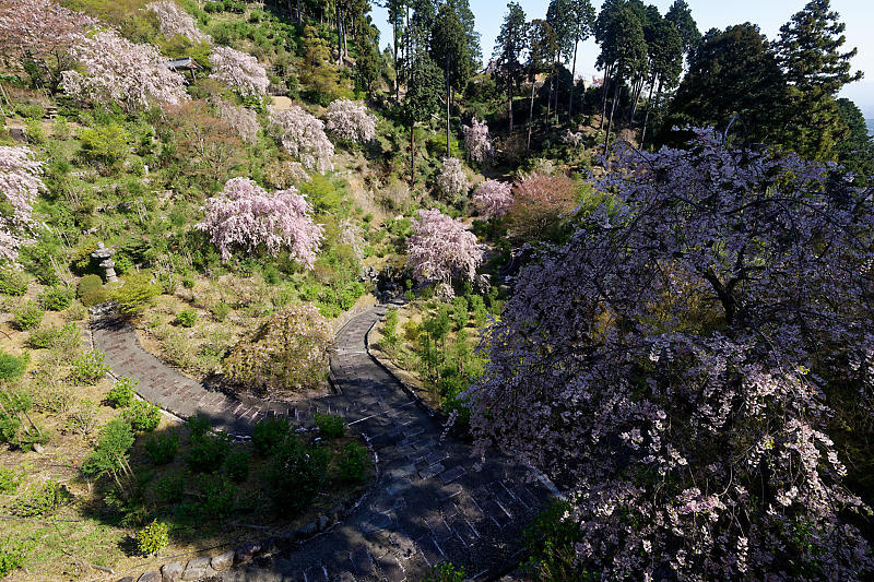 桜巡り2018@善峯寺 其の二_f0032011_21261581.jpg