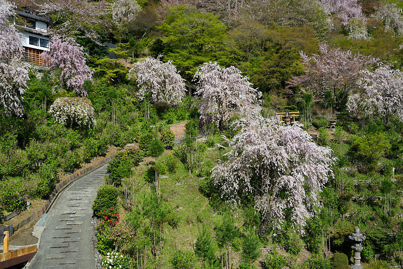桜巡り2018@善峯寺 其の二_f0032011_21261599.jpg