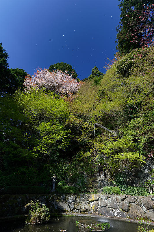 桜巡り2018@善峯寺 其の二_f0032011_21321402.jpg