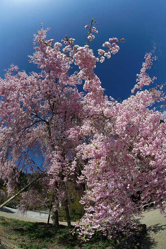 桜巡り2018@善峯寺 其の二_f0032011_21321433.jpg