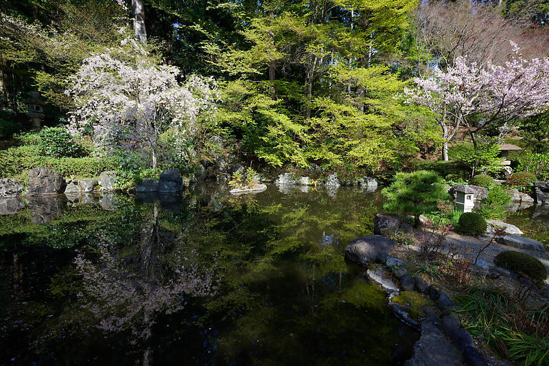 桜巡り2018@善峯寺 其の二_f0032011_21321483.jpg