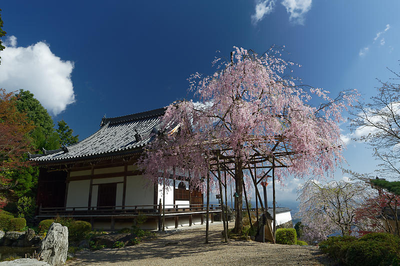 桜巡り2018@善峯寺 其の二_f0032011_21321549.jpg