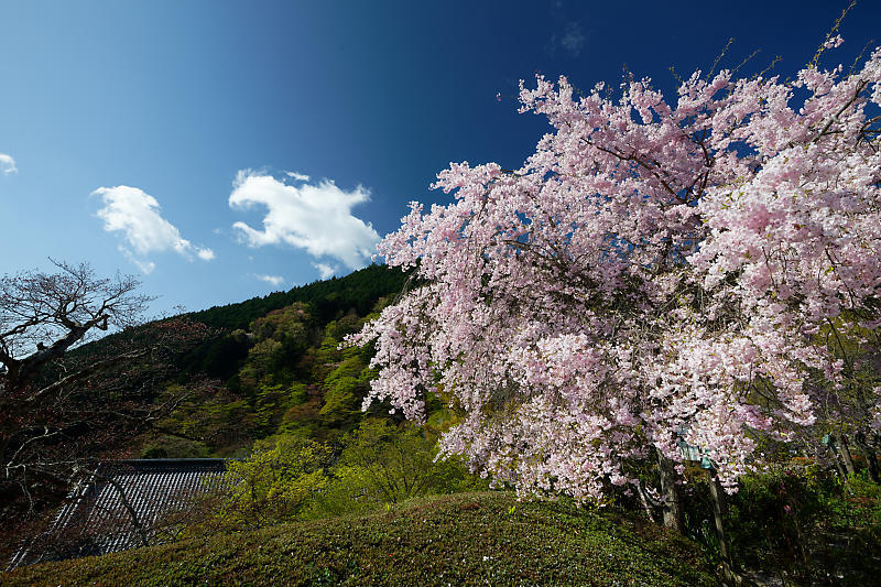 桜巡り2018@善峯寺 其の二_f0032011_21321552.jpg