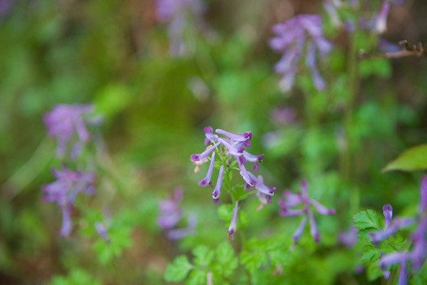 春の山野草 紫華鬘 深山黄華鬘 深山樒 蝮草 紅葉苺 山吹 芹葉飛燕草 世話要らずの庭