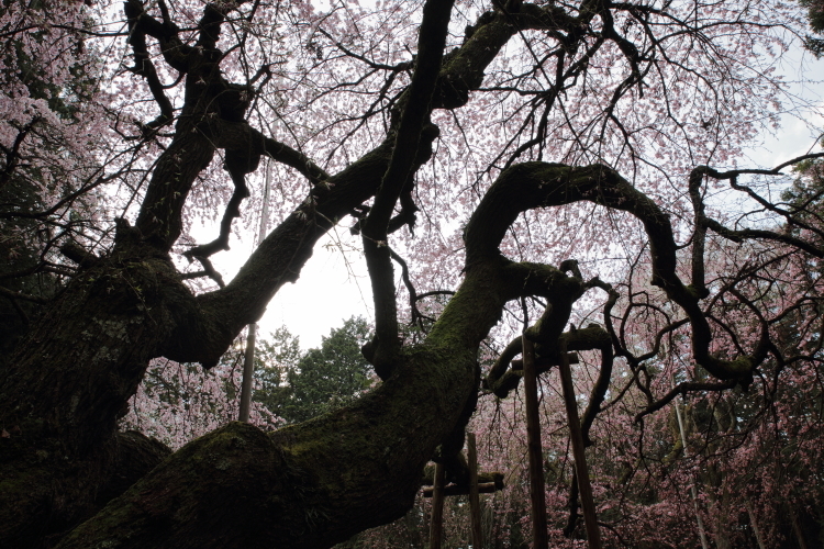 桜色の銀河を泳ぐ龍～某所・龍の桜～_d0349418_21281782.jpg