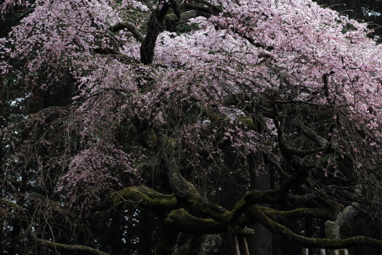 桜色の銀河を泳ぐ龍～某所・龍の桜～_d0349418_21304121.jpg