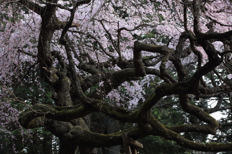 桜色の銀河を泳ぐ龍～某所・龍の桜～_d0349418_21324108.jpg