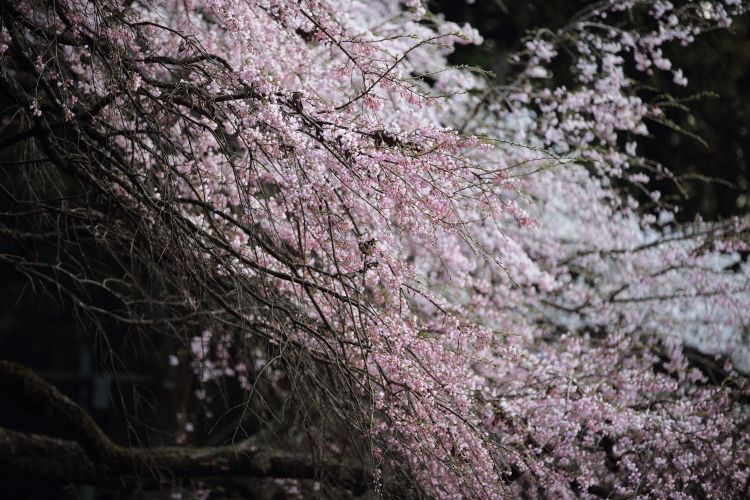 桜色の銀河を泳ぐ龍～某所・龍の桜～_d0349418_21325587.jpg