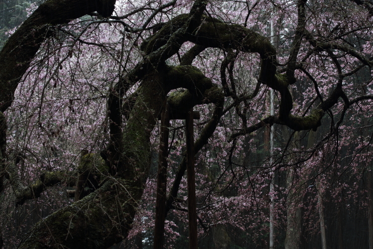 桜色の銀河を泳ぐ龍～某所・龍の桜～_d0349418_21352108.jpg