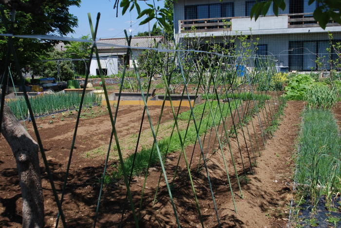 トマトの支柱の立て方を教えます 甲府の野菜畑