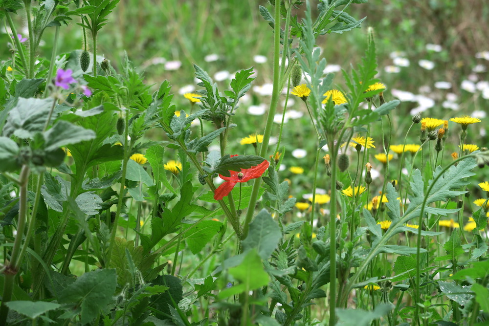 赤いヒナゲシ次々に庭を彩るペルージャの春_f0234936_653114.jpg