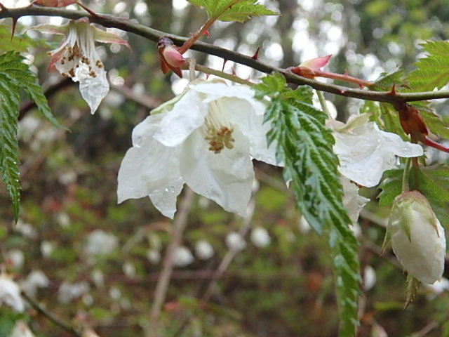 濡れた草花　裏　魚屋道　おじさんの休日_f0334143_8494544.jpg