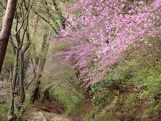 濡れた草花　裏　魚屋道　おじさんの休日_f0334143_8514127.jpg