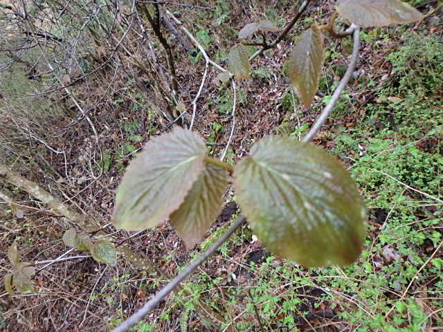 濡れた草花　裏　魚屋道　おじさんの休日_f0334143_8541124.jpg