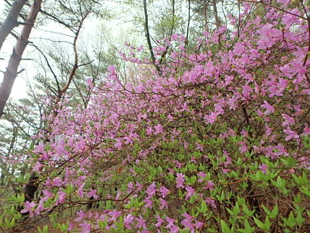 濡れた草花　裏　魚屋道　おじさんの休日_f0334143_8561984.jpg