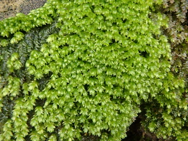 濡れた草花　裏　魚屋道　おじさんの休日_f0334143_8573337.jpg