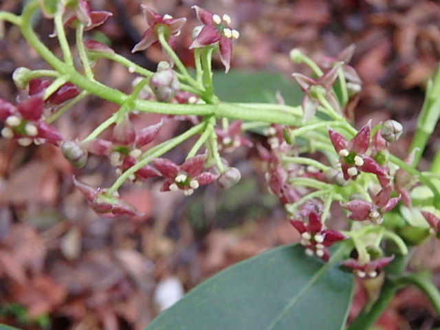 f0334143_8584970.jpg