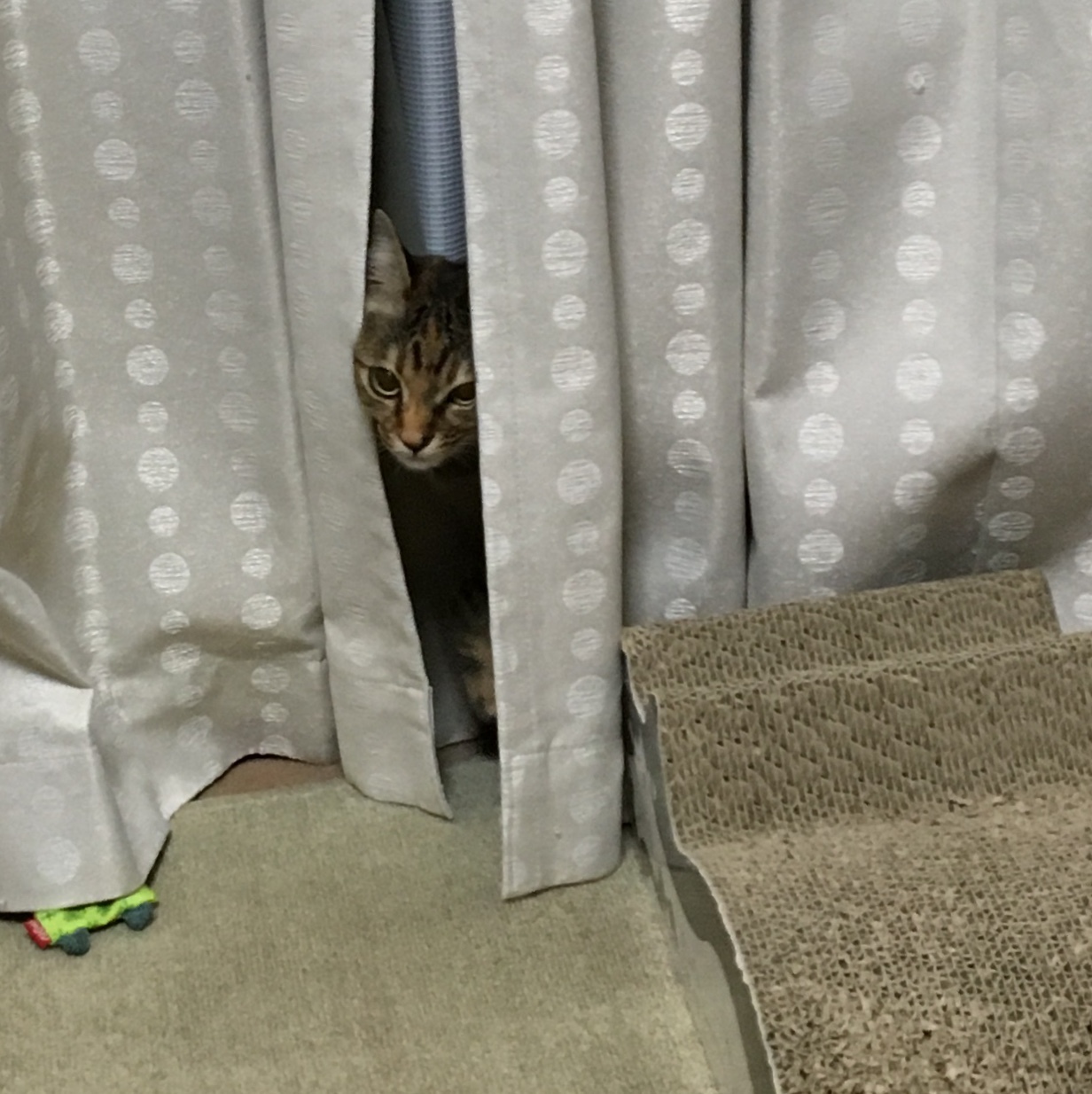 f0372445_06290115.jpeg
