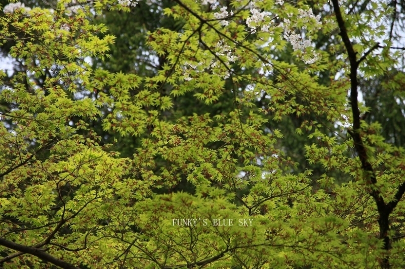c0145250_11134501.jpg