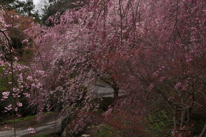 千路の桜_c0155950_21091957.jpg